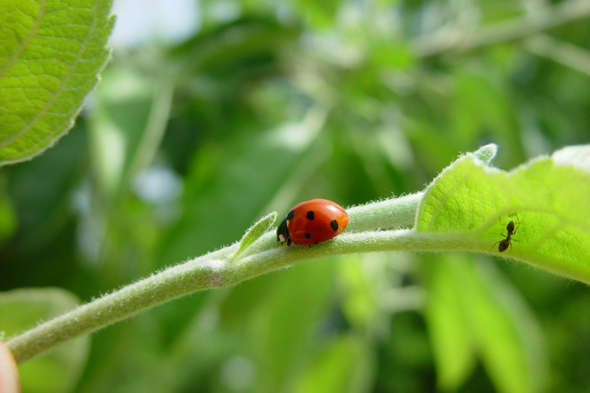 Ladybug on leaf