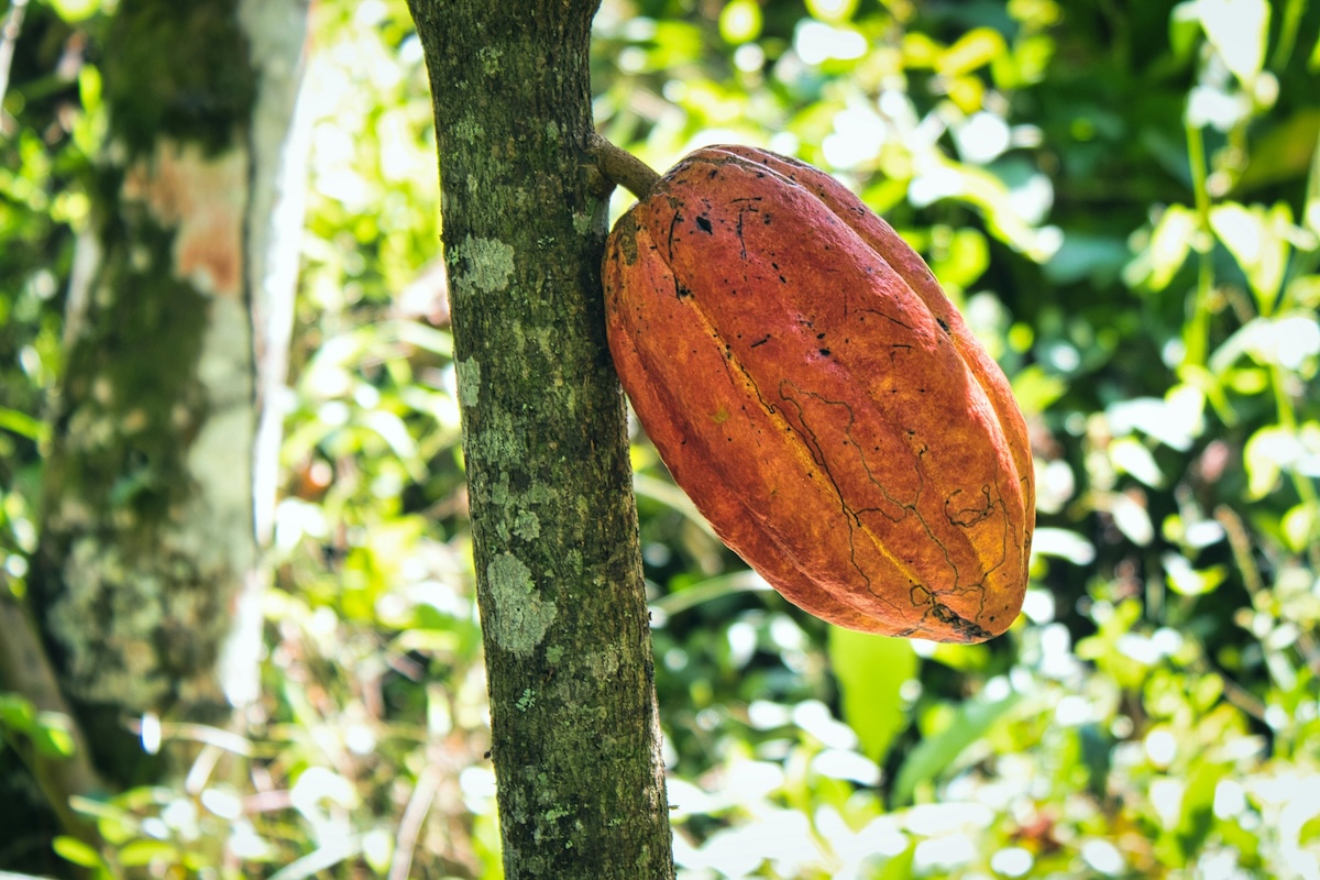 Cocoa fruit hanging on tree in dappled sunlight