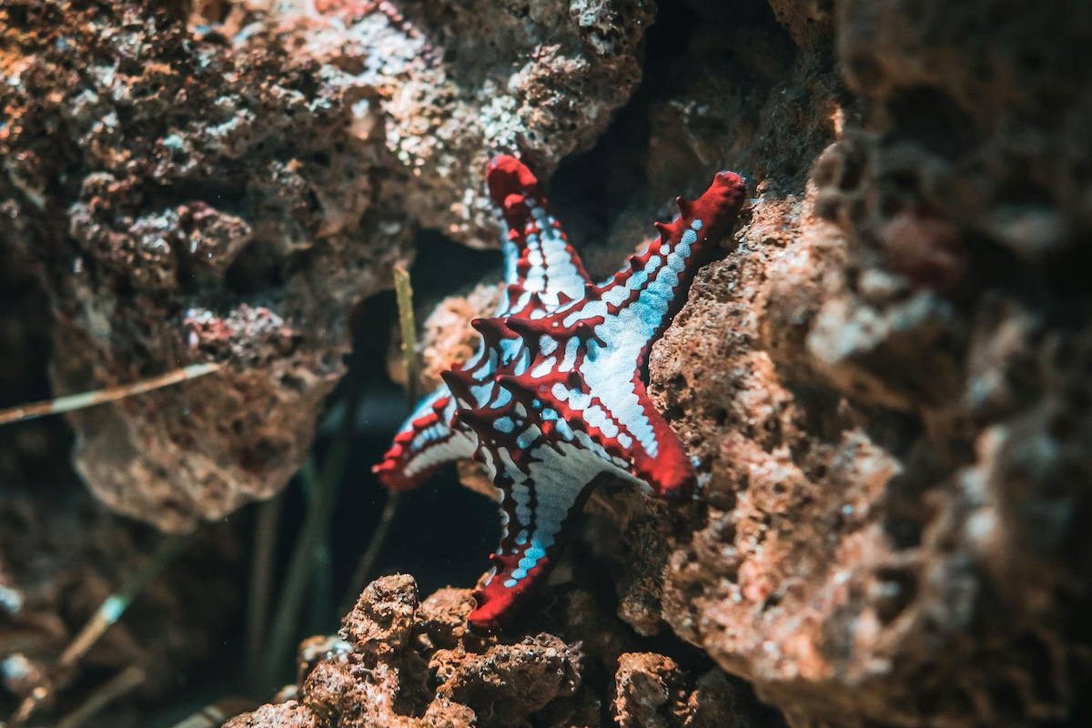 starfish on rocks
