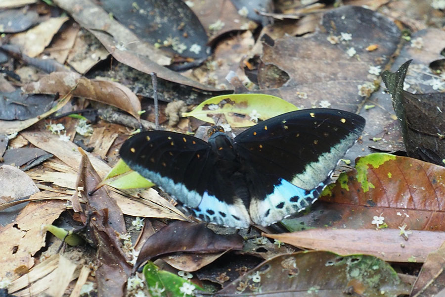 A black and blue butterfly on leaves