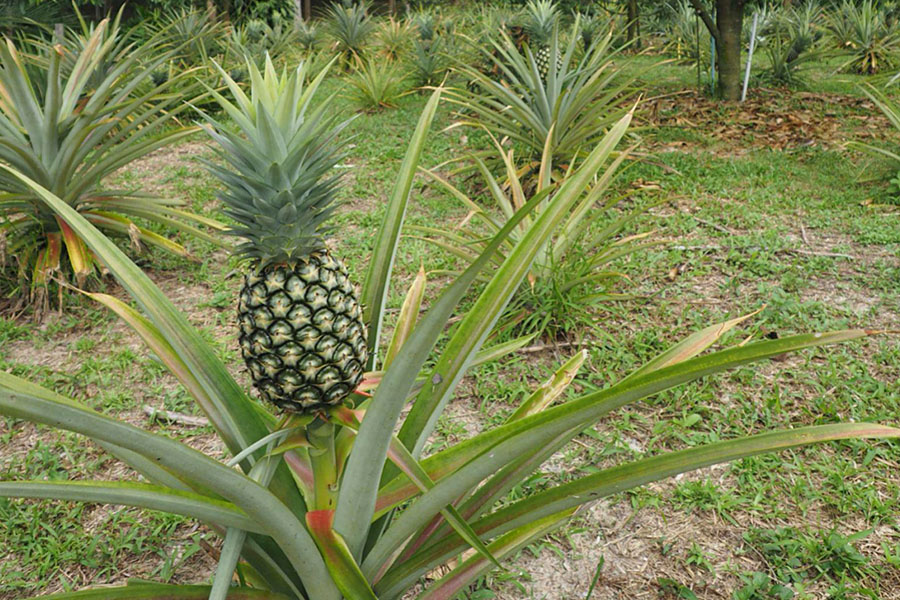 Pineapple agroforestry