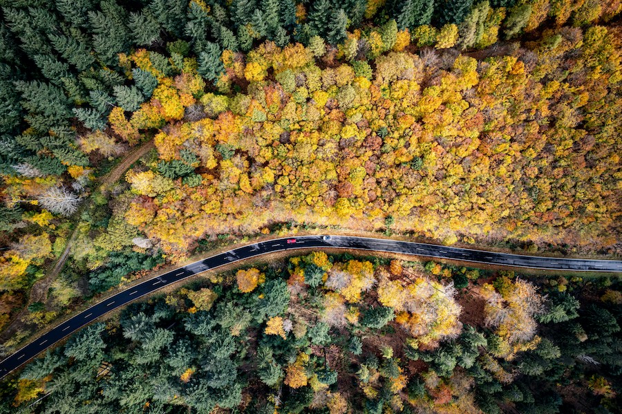 Aerial view of a road and trees