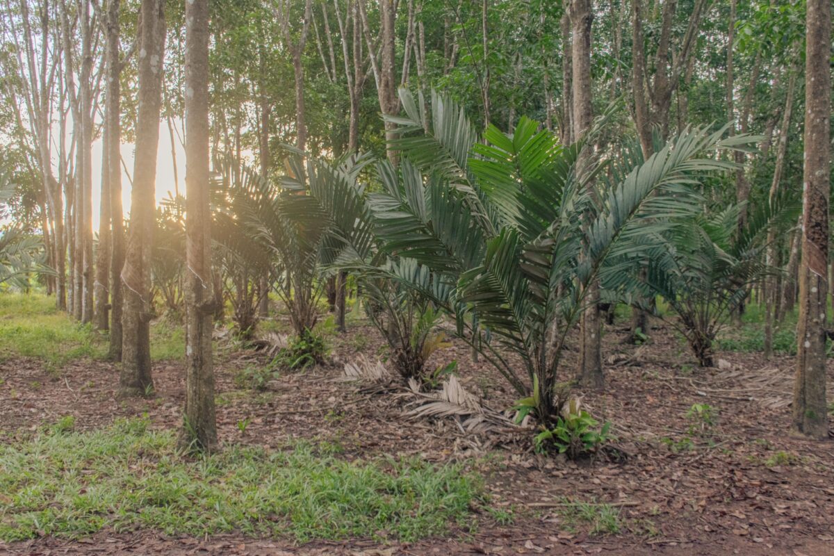 Agroforestry Rubber (diversified rubber with Snake fruit) aiming to improve soil fertility and diversify income source.