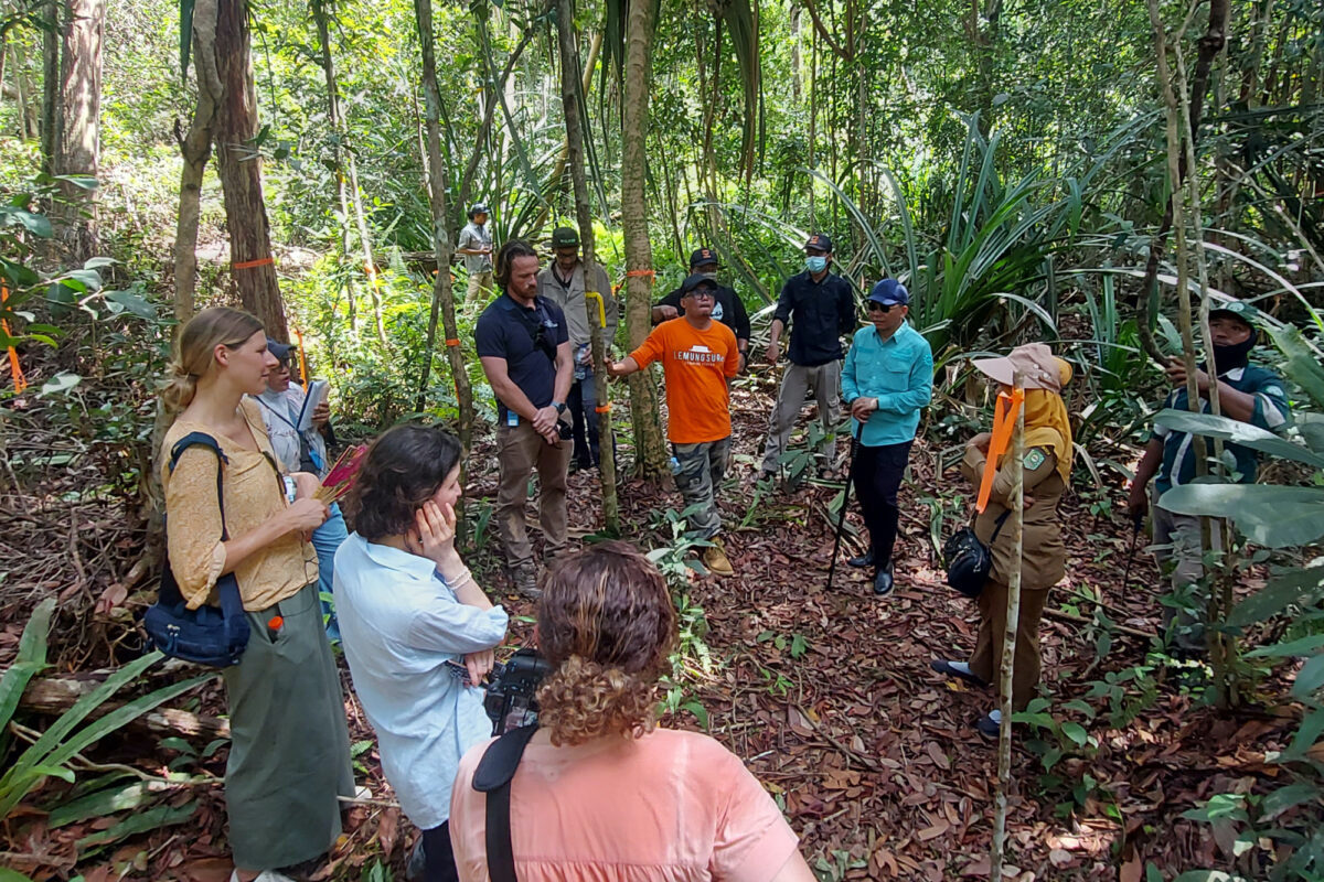 Teams in the forest
