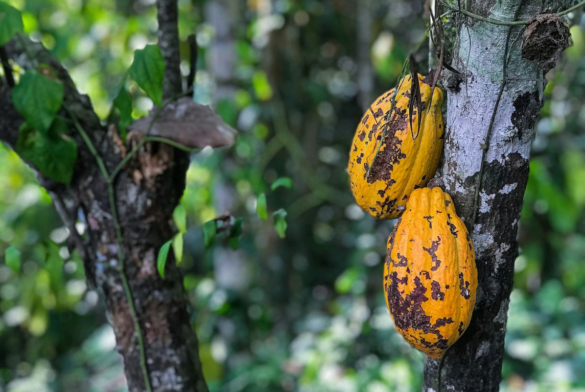 Cocoa Pods